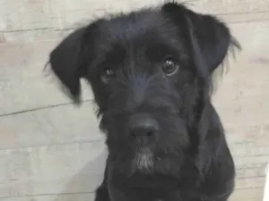 Cachorro raça SRD-ViraLata idade 7 a 11 meses nome Theo