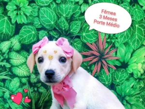 Cachorro raça SRD-ViraLata idade 2 a 6 meses nome cindy