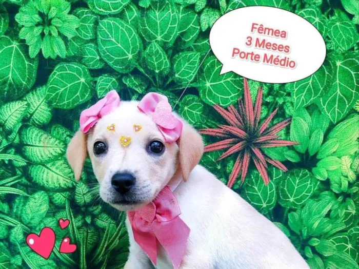 Cachorro ra a SRD-ViraLata idade 2 a 6 meses nome cindy