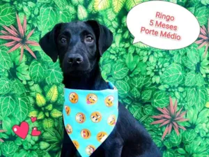 Cachorro raça SRD-ViraLata idade 2 a 6 meses nome jorge