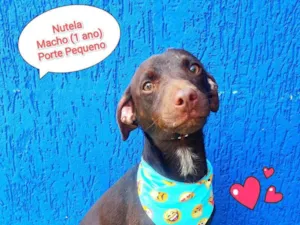 Cachorro raça SRD-ViraLata idade 1 ano nome nutella