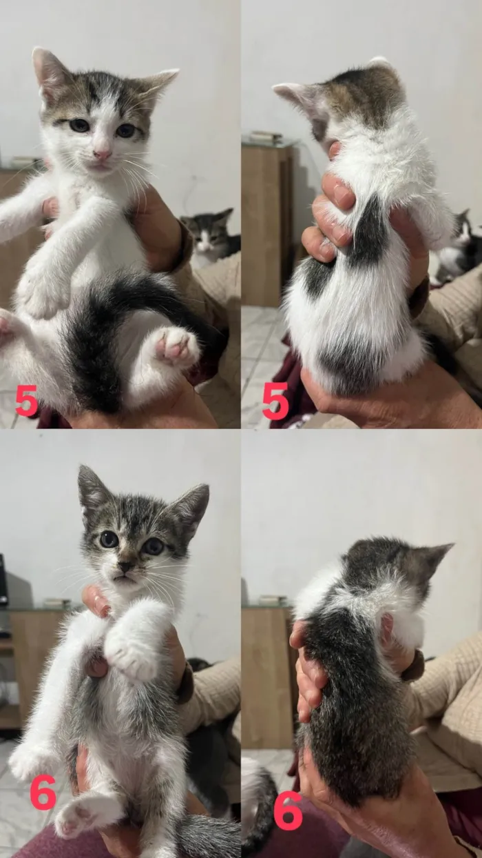 Gato ra a SRD-ViraLata idade Abaixo de 2 meses nome Gatinhos 