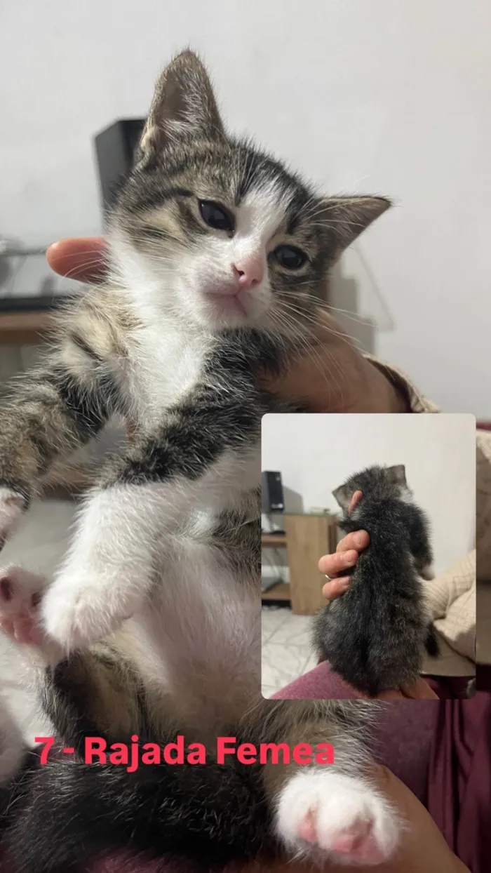 Gato ra a SRD-ViraLata idade Abaixo de 2 meses nome Gatinhos 