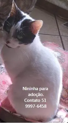 Gato ra a SRD-ViraLata idade 3 anos nome NININHA