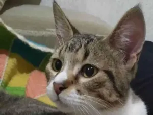 Gato raça SRD-ViraLata idade 7 a 11 meses nome BERLIOZ