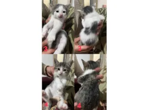 Gato raça SRD-ViraLata idade Abaixo de 2 meses nome Gatinhos 