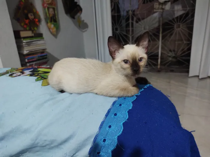 Gato ra a SRD-ViraLata idade 2 a 6 meses nome fofinha 