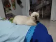 fofinha