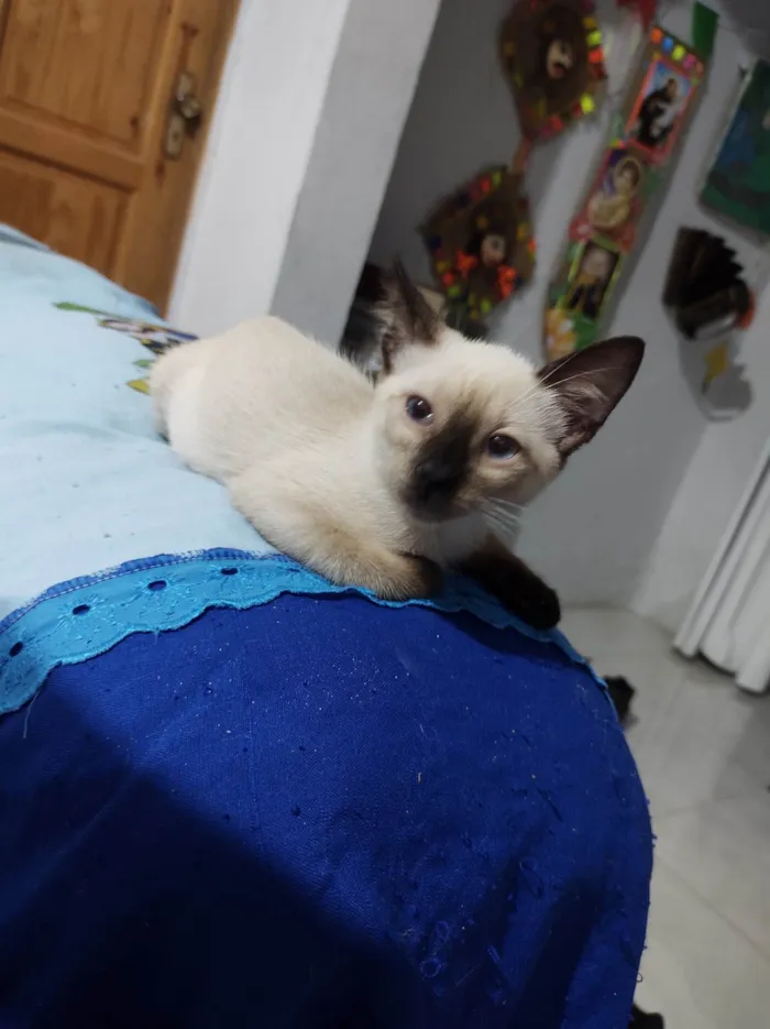 Gato ra a SRD-ViraLata idade 2 a 6 meses nome fofinha 