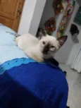 fofinha