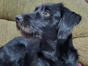 Cachorro raça SRD-ViraLata idade 3 anos nome Dolly docil se dá bem com outros animais 