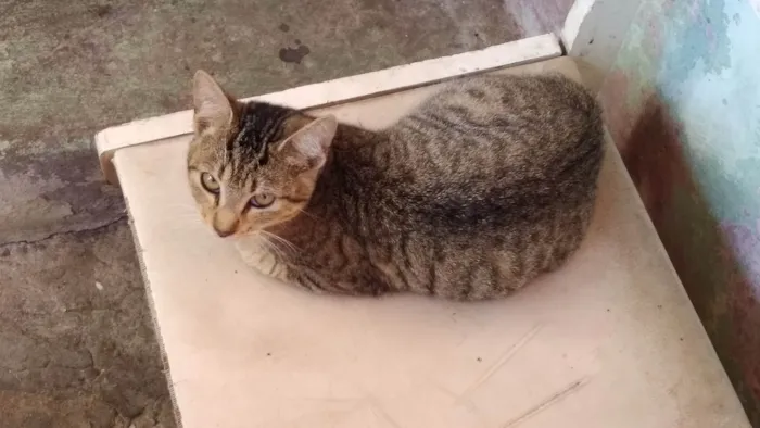 Gato ra a SRD-ViraLata idade 1 ano nome Sem nome