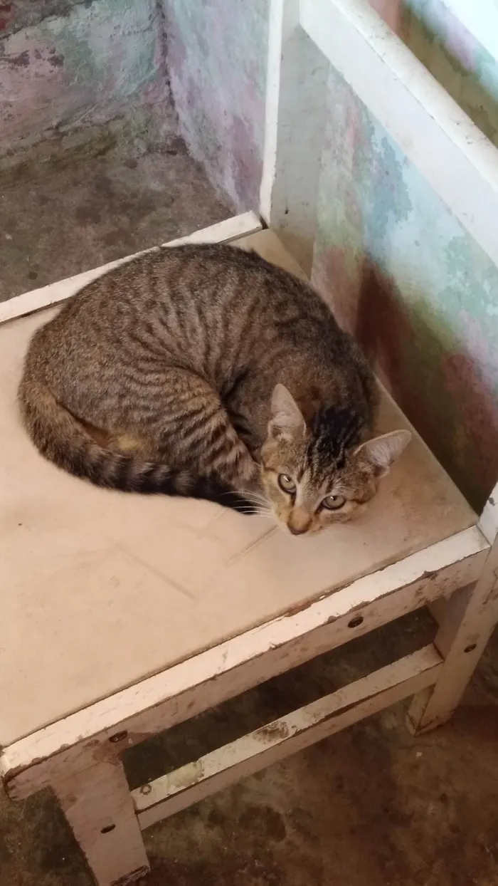 Gato ra a SRD-ViraLata idade 1 ano nome Sem nome