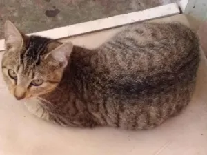 Gato raça SRD-ViraLata idade 1 ano nome Sem nome