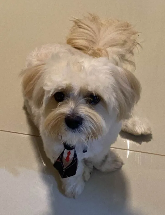 Cachorro ra a Lhasa Apso idade 1 ano nome Paçoca 