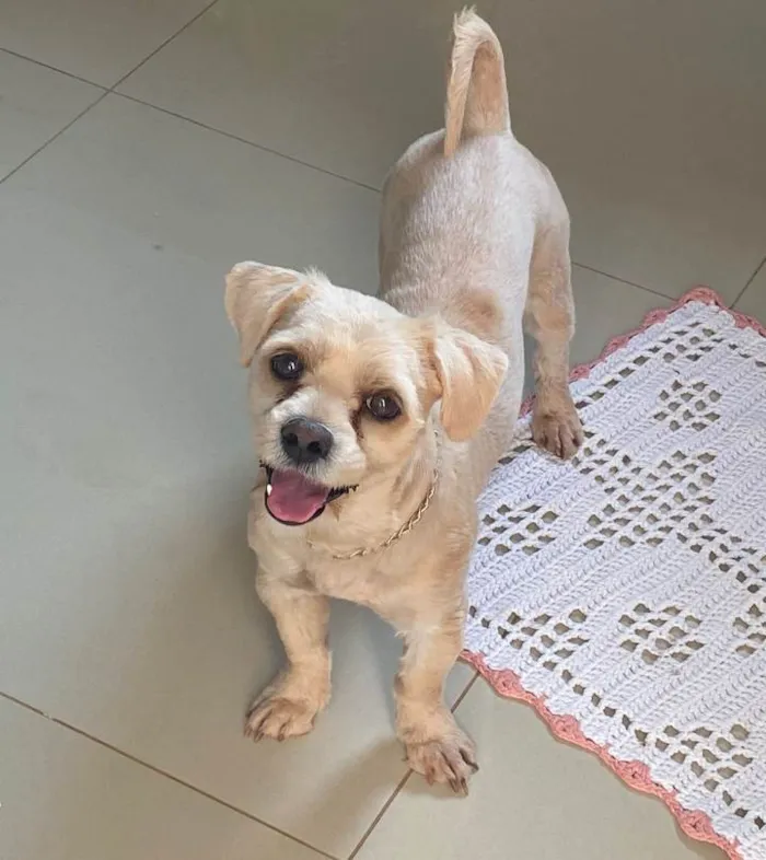 Cachorro ra a Lhasa Apso idade 1 ano nome Paçoca 