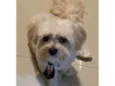 Paçoca