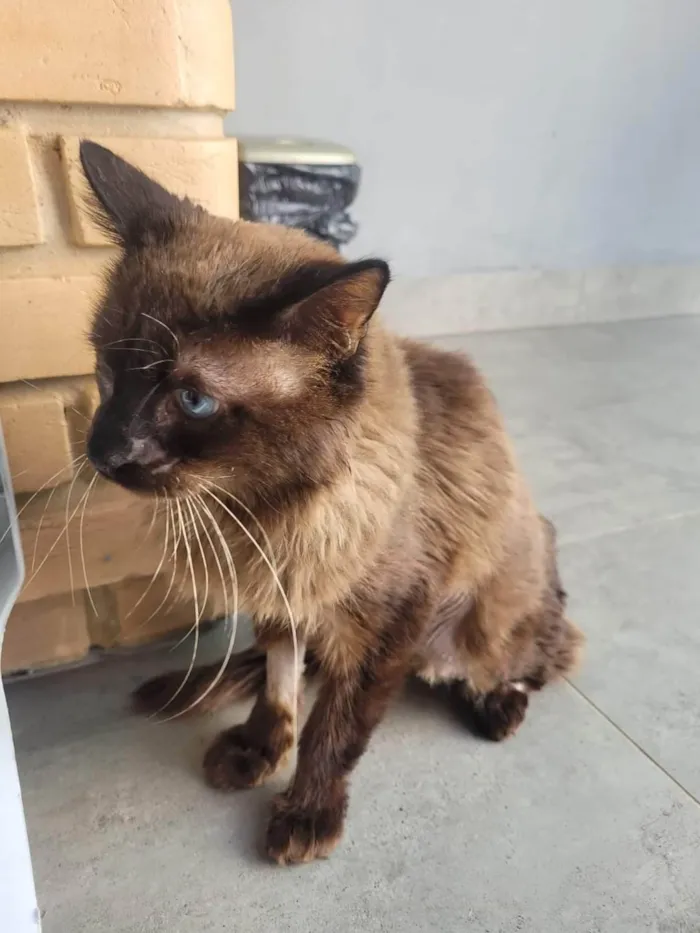 Gato ra a SRD-ViraLata idade 3 anos nome Canjica/Caio