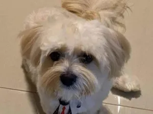 Cachorro raça Lhasa Apso idade 1 ano nome Paçoca 