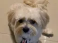 Paçoca