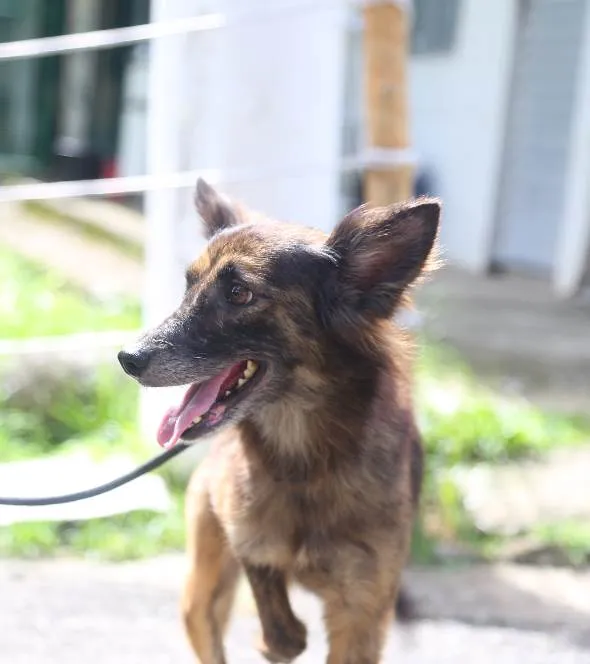 Cachorro ra a SRD-ViraLata idade 3 anos nome Lindinha 