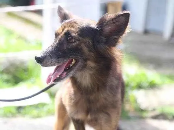 Cachorro ra a SRD-ViraLata idade 3 anos nome Lindinha 