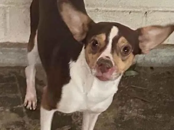 Cachorro ra a SRD-ViraLata idade 1 ano nome Senna