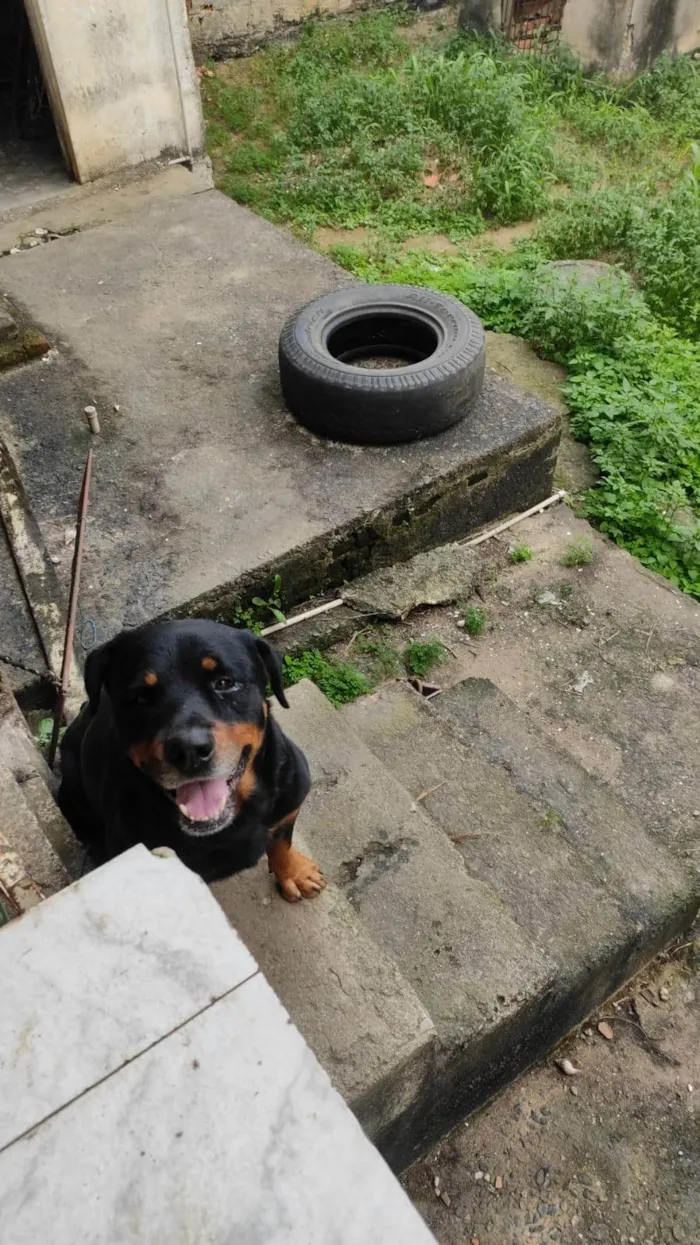 Cachorro ra a Rottweiler idade 5 anos nome Trovão 