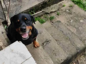 Cachorro raça Rottweiler idade 5 anos nome Trovão 