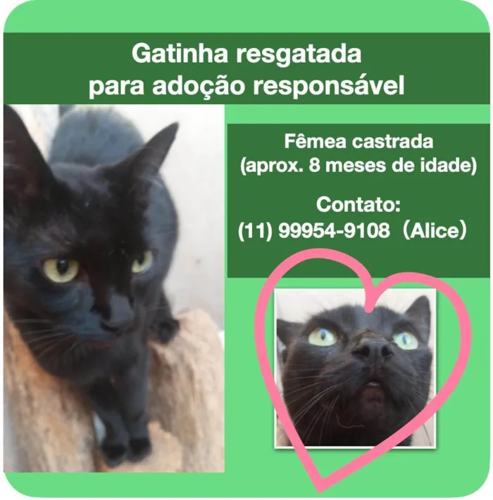 Gato ra a SRD-ViraLata idade 7 a 11 meses nome Zula 