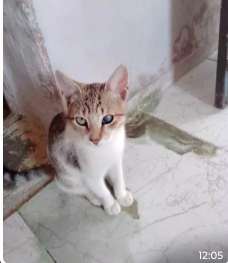 Gato ra a SRD-ViraLata idade 2 anos nome Filhotes e mãe Nina 