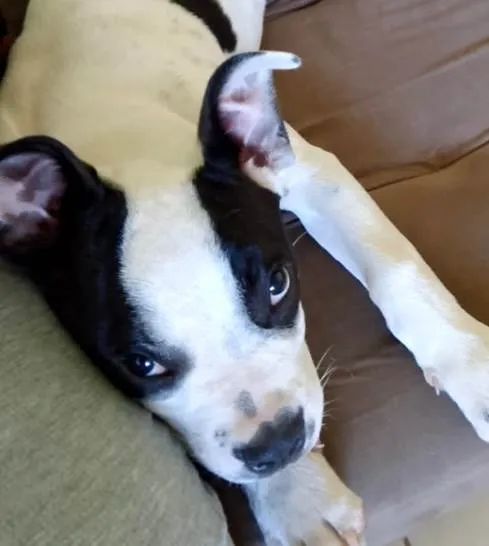 Cachorro ra a Pit-Bull idade 2 a 6 meses nome Thor 