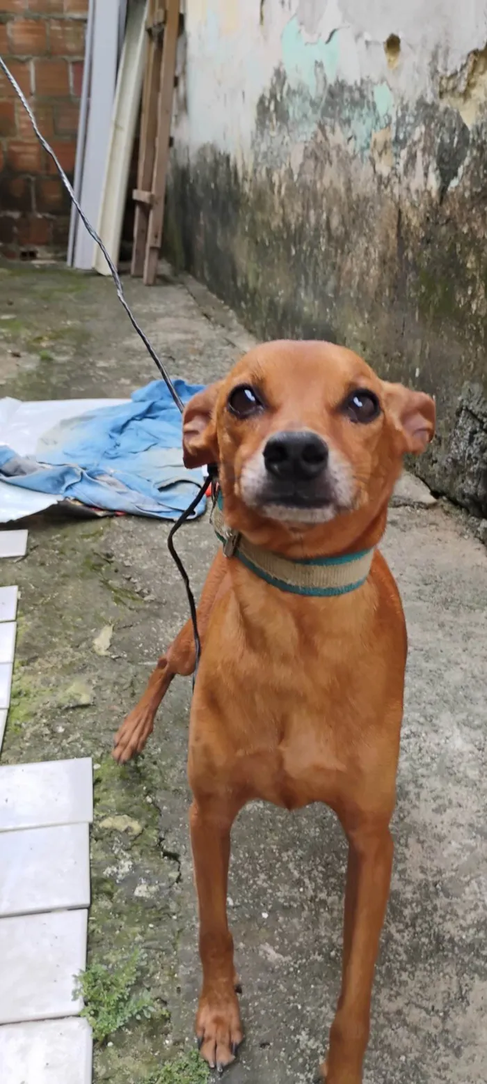 Cachorro ra a Pinscher idade 5 anos nome Timão 