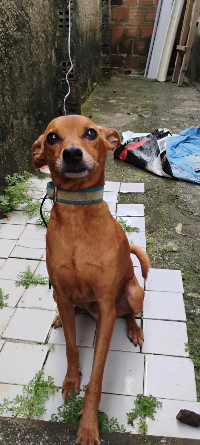 Cachorro ra a Pinscher idade 5 anos nome Timão 