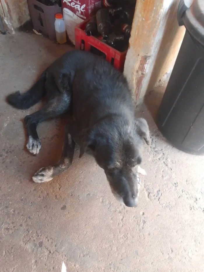 Cachorro ra a Labrador idade 6 ou mais anos nome LUIS CARLOS GRECCO