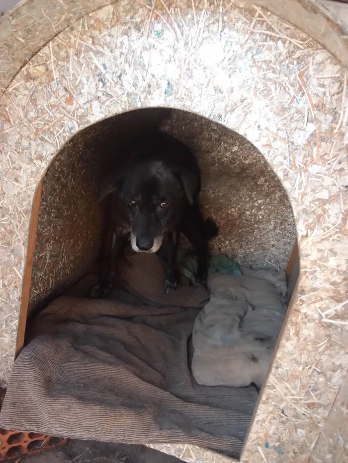 Cachorro ra a Labrador idade 6 ou mais anos nome LUIS CARLOS GRECCO