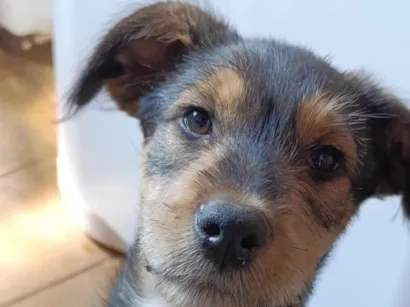 Cachorro raça SRD-ViraLata idade 2 a 6 meses nome Juma