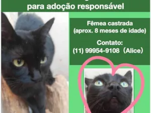 Gato raça SRD-ViraLata idade 7 a 11 meses nome Zula 