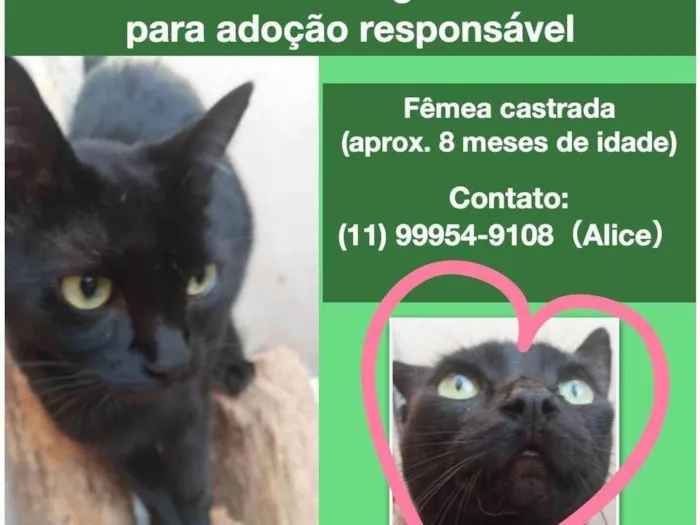 Gato ra a SRD-ViraLata idade 7 a 11 meses nome Zula 