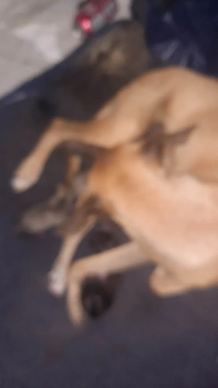 Cachorro ra a SRD-ViraLata idade 1 ano nome Malhada