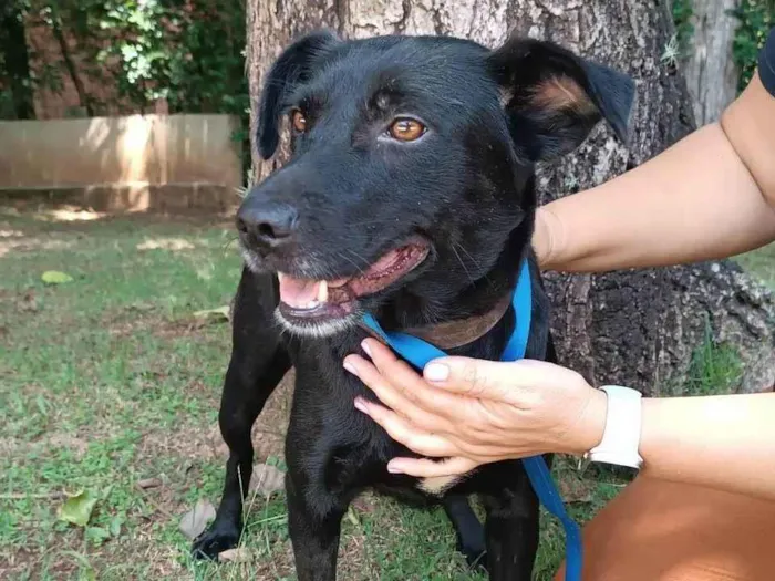 Cachorro ra a SRD-ViraLata idade 3 anos nome Ipanema 