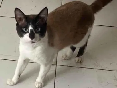 Gato raça SRD-ViraLata idade 2 anos nome Tufi