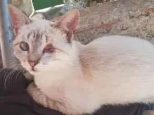 Gato raça SRD-ViraLata idade 2 anos nome Filhotes e mãe Nina 