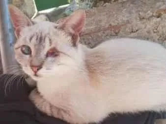 Gato ra a SRD-ViraLata idade 2 anos nome Filhotes e mãe Nina 