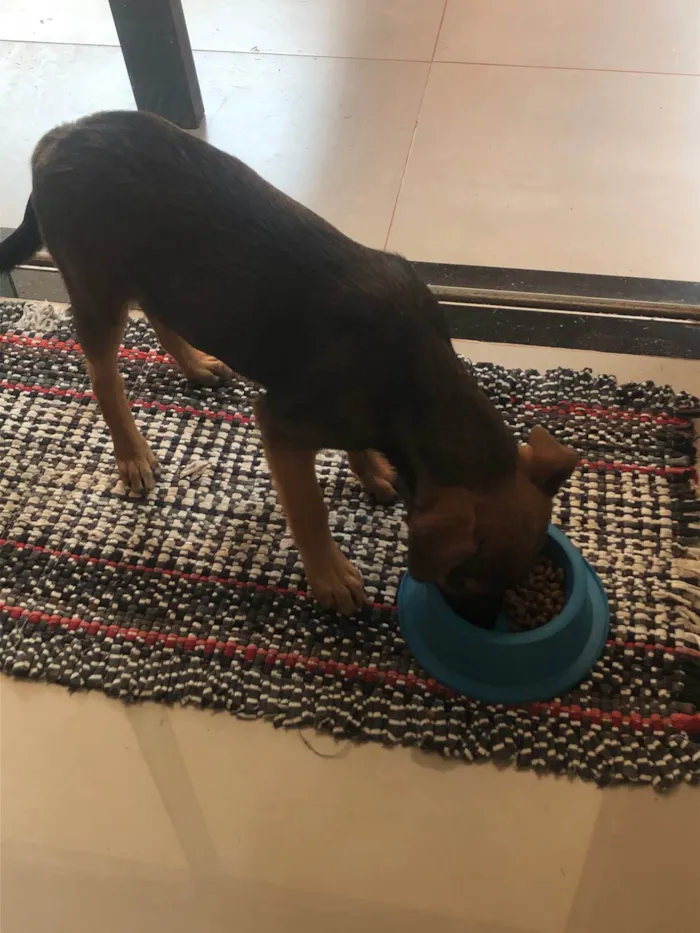 Cachorro ra a SRD-ViraLata idade 2 a 6 meses nome Café 