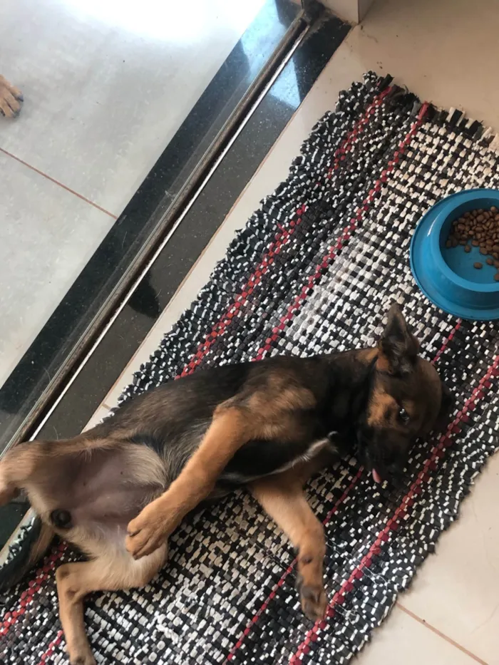 Cachorro ra a SRD-ViraLata idade 2 a 6 meses nome Café 