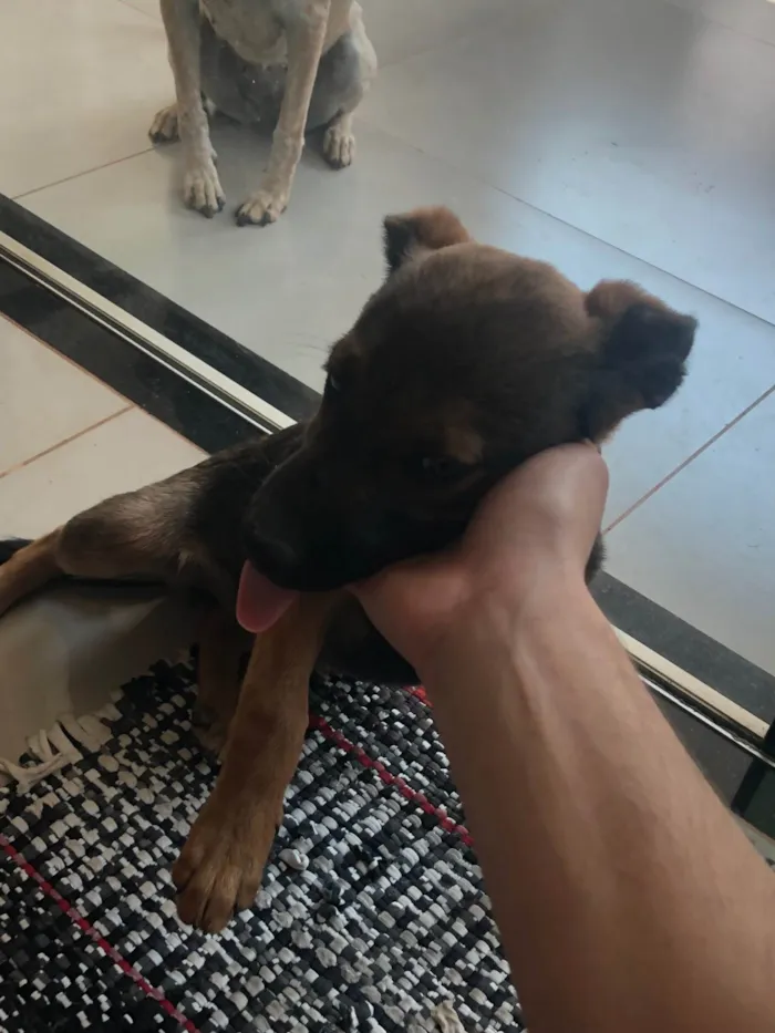 Cachorro ra a SRD-ViraLata idade 2 a 6 meses nome Café 