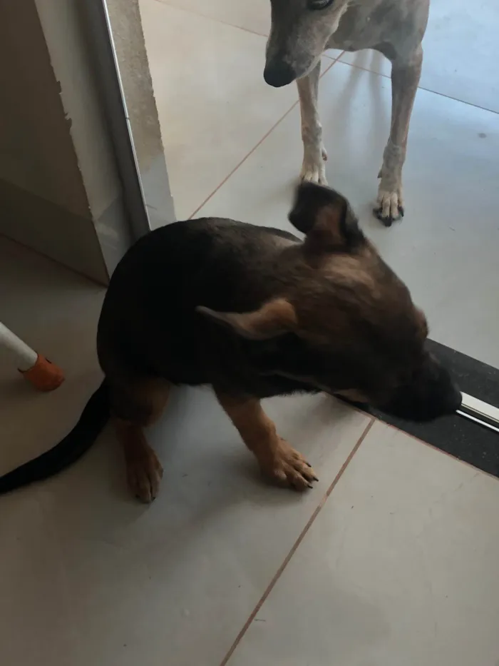 Cachorro ra a SRD-ViraLata idade 2 a 6 meses nome Café 