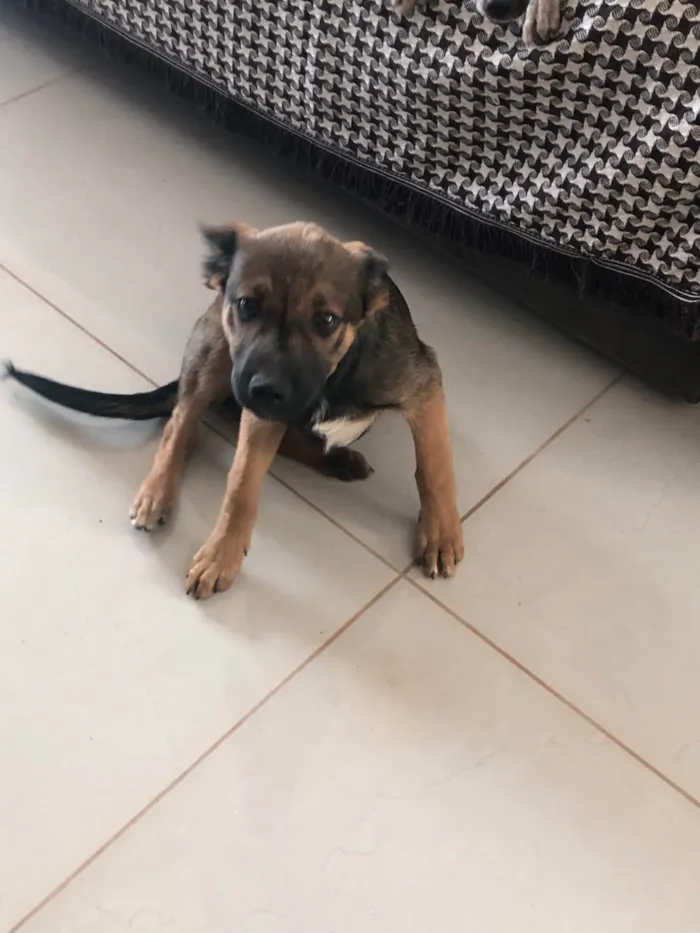 Cachorro ra a SRD-ViraLata idade 2 a 6 meses nome Café 