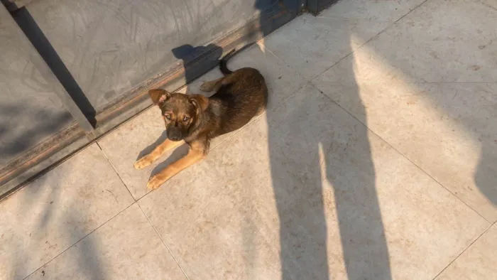 Cachorro ra a SRD-ViraLata idade 2 a 6 meses nome Café 